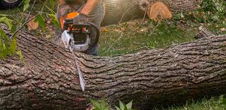 Best Hazardous Tree Removal  in USA